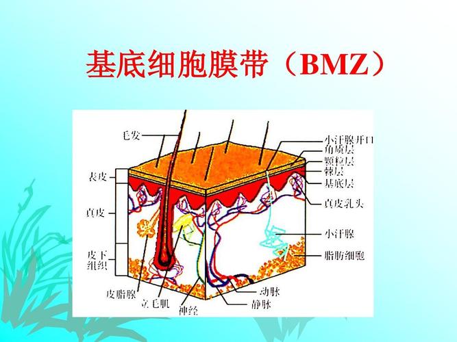 基底细胞膜带(bmz)