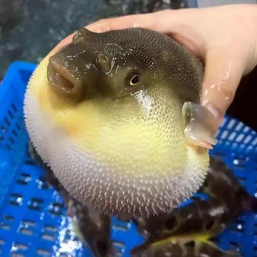 这个被历代文人骚客吹得神乎其神的河豚,在我看来,还真的无法和刀鱼的