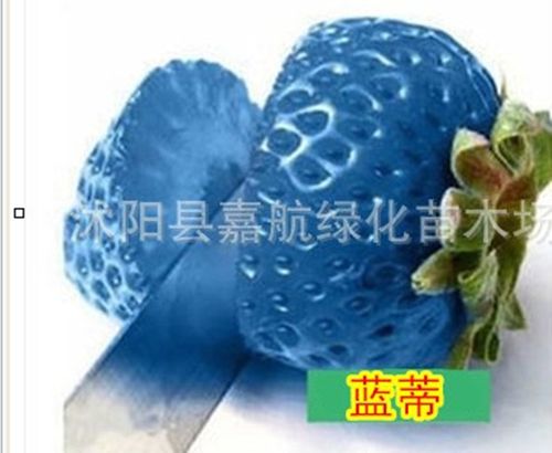 四季草莓种子奶油草莓 黑巴克 蓝精灵种子章姬草莓种子 量大优惠