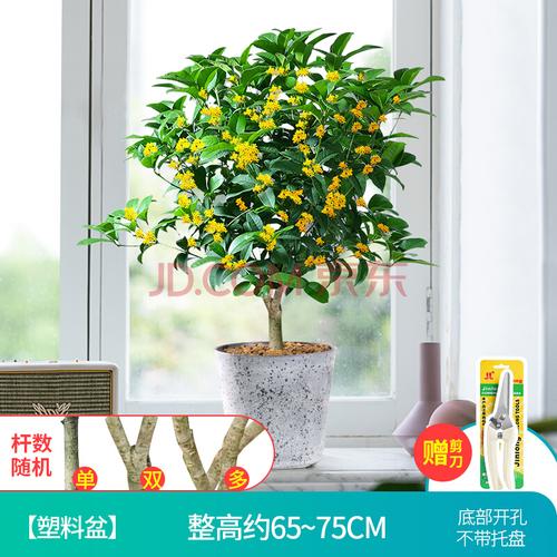 四季桂花盆景月月桂庭院开花不断 精品6年老桩  仿灰陶盆(棒棒糖造型)