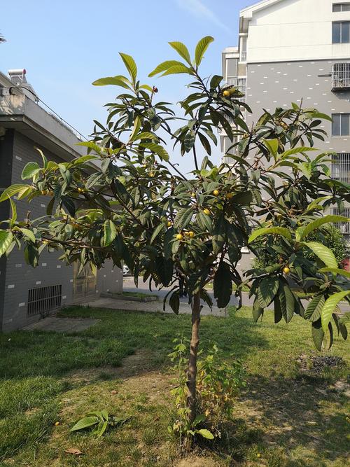 一棵枇杷树的故事