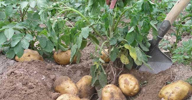 关于种植马铃薯种薯贮存前怎样处理怎样保存种薯来看看