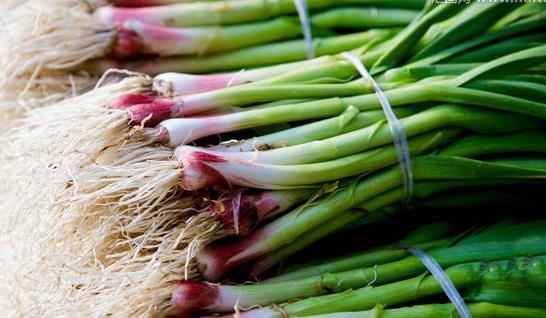 增强抵抗力,通肠排便的蒜苗,菜农种植前需全面了解几个重要事项
