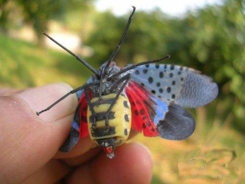 民间俗称"花姑娘","椿蹦","花蹦蹦".