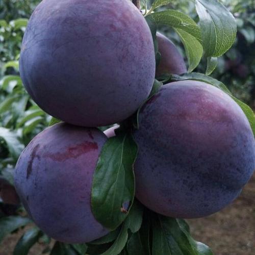 (纯真正品)黑霸王李子树苗 大型果 最大果个一斤