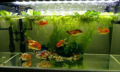 生活/家居 > 生活常识 2 温度的问题:有些鱼是热带鱼,需要水温达到