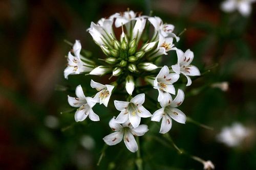 【泽珍珠菜】报春花科,珍珠菜属