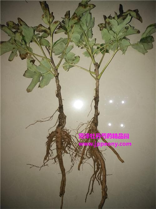 夏季牡丹嫁接苗栽培管理注意事项_牡丹花种植技术_养殖方法