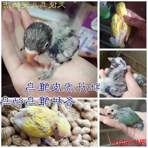 牡丹鹦鹉雏鸟