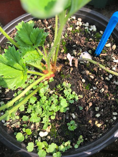 草莓幼苗是怎样的