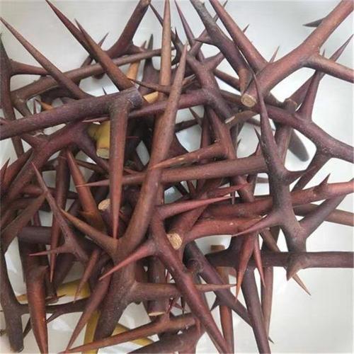 皂刺纯刺皂角刺皂荚刺天丁皂刺新货100克全刺1000克
