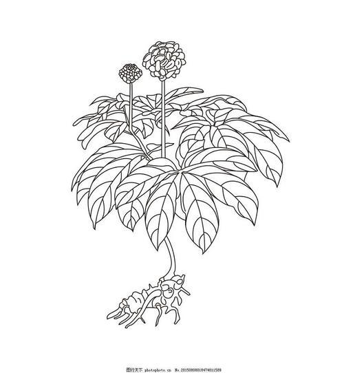药物三七的简笔画