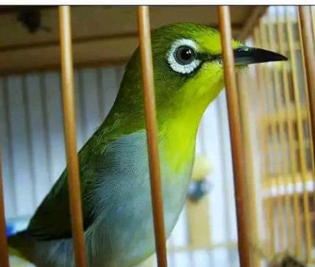 绣眼大叫20分钟