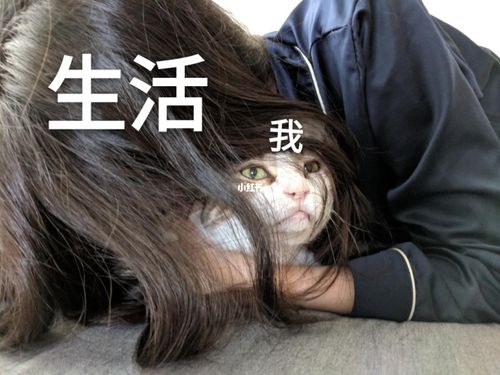 猫咪承受了太多_猫咪_猫_宠物_猫