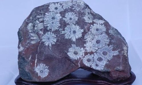 假化石鉴别指南