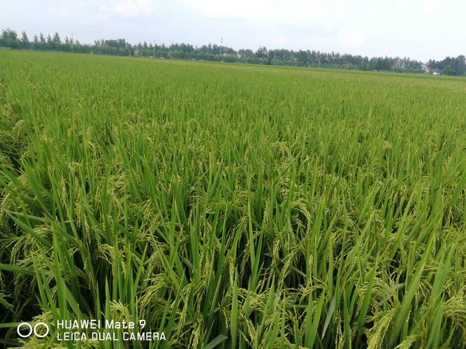 其它 稻花香里说丰年,且看旺两优958 写美篇          2018,是水稻大
