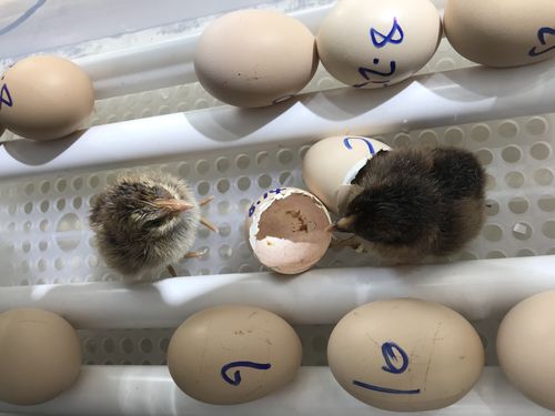 小鸡孵化过程