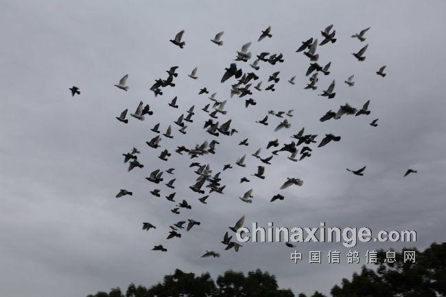 和风雨搏斗的鸽子.