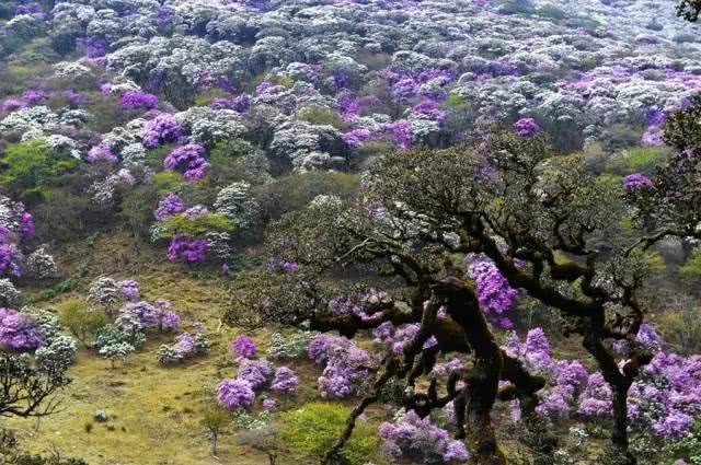 46 鹤庆马耳山杜鹃花海