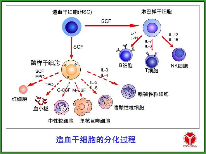 造血干细胞的分化过程