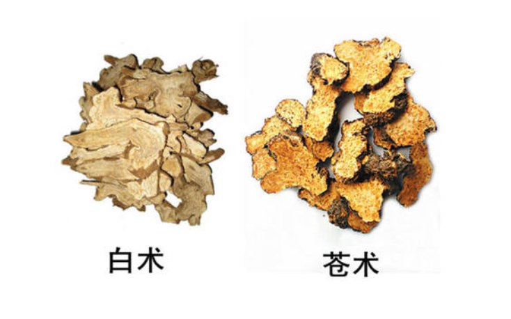 白术与苍术都能燥湿健脾,功效应用如何区别?