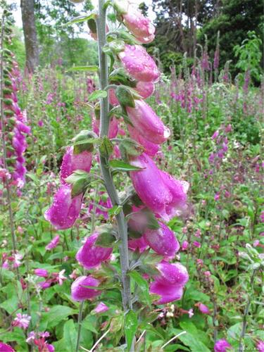 花世界赏花丨毛地黄