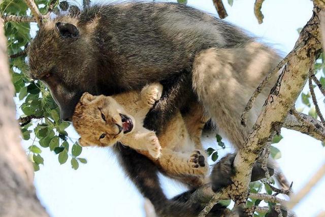 狮子想攻击狒狒,结果反被一拳"打趴",狮子:完全不给