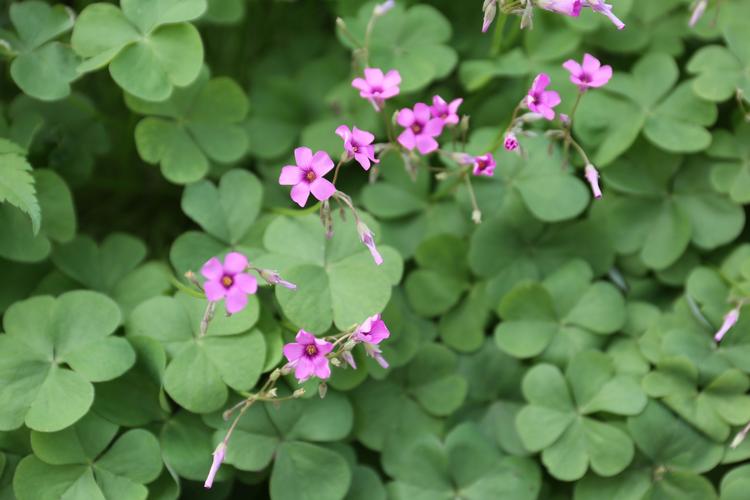 庆元植物1392酢浆草科酢浆草属关节酢浆草