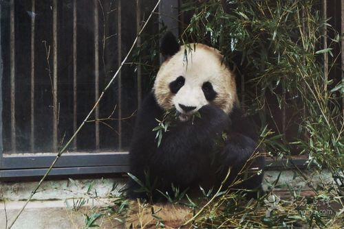 海峡(福州)熊猫世界图片 - 第4张