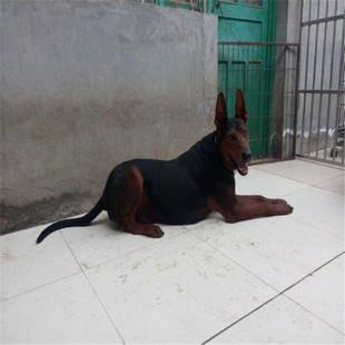 红狗图片_红狗图片大全 - 阿里巴巴海量精选高清图片