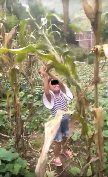 用背篼将小雨背到了树林后,将其脖子拧断,并用镰刀敲碎了小雨的头颅