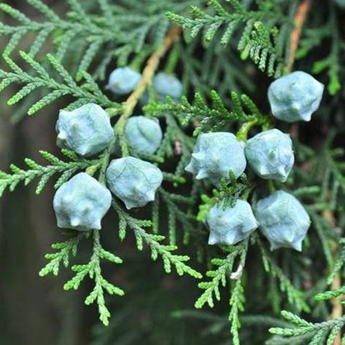 斤包邮 5 现货新鲜香柏树果柏树籽柏壳包侧柏子扁柏籽