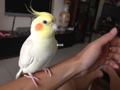 玄凤鹦鹉急救-我的经验
