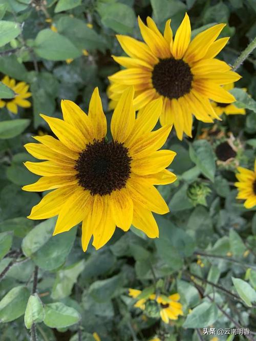 绿色植物向日葵