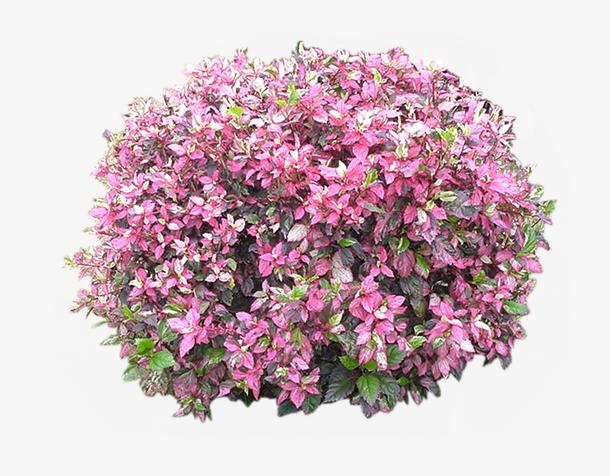 景观植物红花继木灌木球免抠素材免费下载_觅元素51su