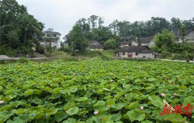 永久的美丽:花垣县补抽乡吉久村美丽乡村建设侧记