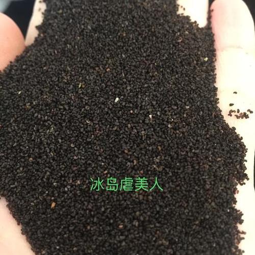 虞美人种子 冰岛虞美人种子 多年