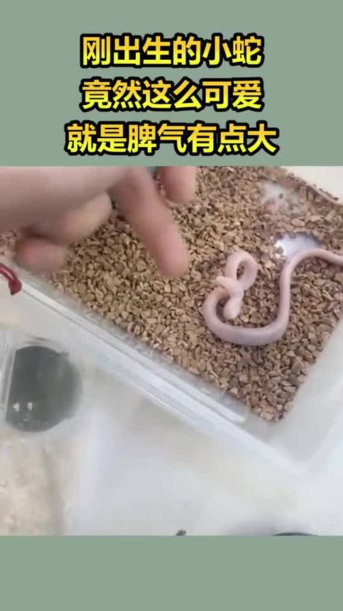 刚出生的小蛇,竟然这么可爱,就是脾气有点大!-度小视
