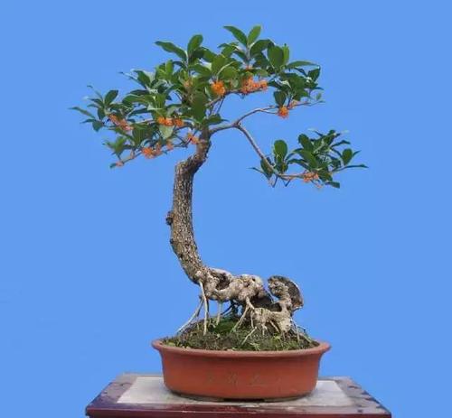 爱木盆景-桂花盆景造型艺术浅析