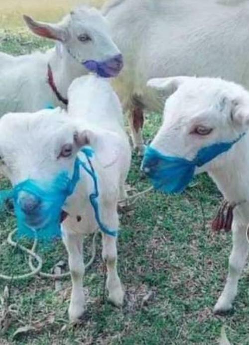 奇葩!印度一只山羊被"逮捕",警方称它不戴口罩四处乱逛