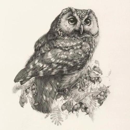 素描头像见过了,素描动物头像你见过吗?喜欢的不要错过