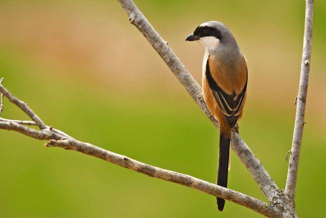 伯劳鸟吃什么食物?饲养期间应注意什么