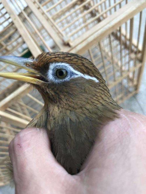 画眉鸟的呼吸道疾病如何防治?