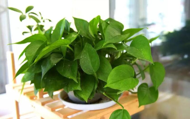 生长变得缓慢,所以保持在20度-30度,是最适合绿萝的生长温度