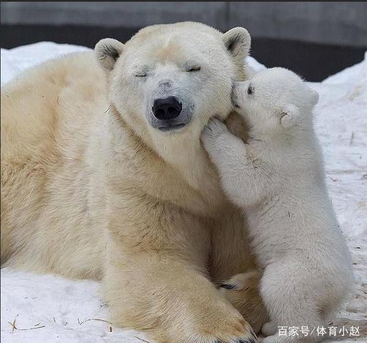 北极熊妈妈顺利生下罕见双宝,它们第一次玩雪模样萌翻人心!
