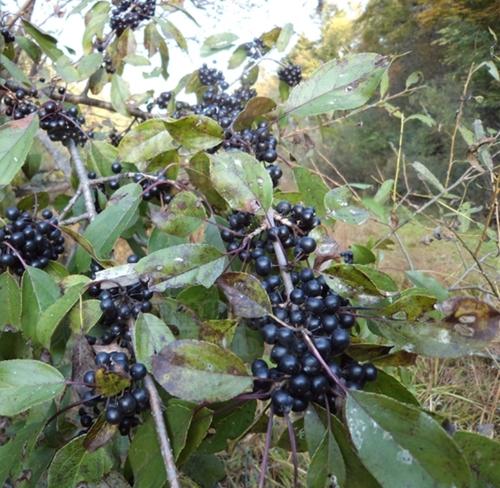 臭李子为鼠李科植物达乌里鼠李的果实.又名稠李子,老乌眼,乌眼.
