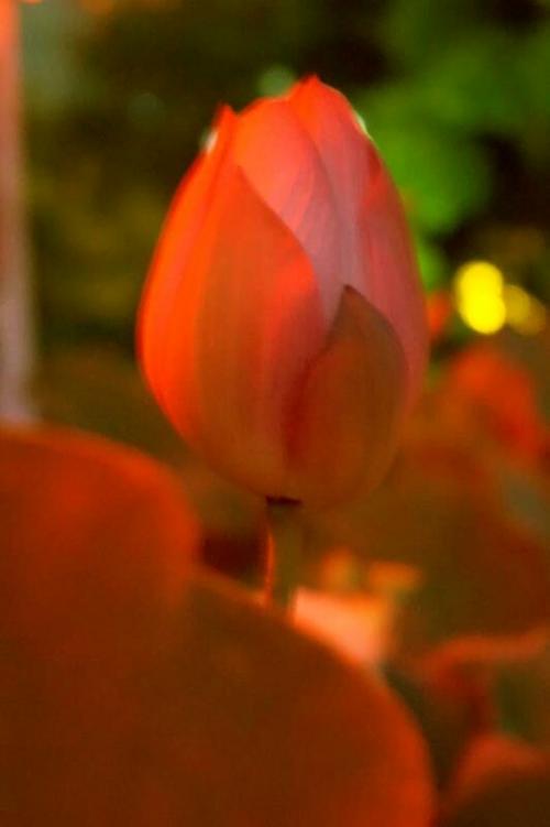 摘录一篇散文,配上小月《红雪莲》曲子,清风送爽