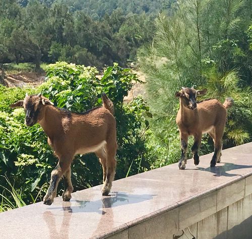 岛上野生黄山羊