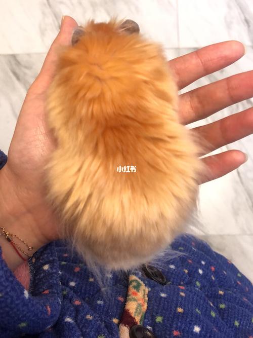 【长毛金丝熊】炸毛熊的日常_炸毛_萌宠_面包_我的萌宠_宠物_宠物其他