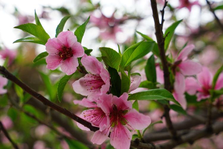 春天——百花如期而来